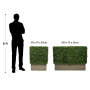 75cm tall boxwood hedge sizes
