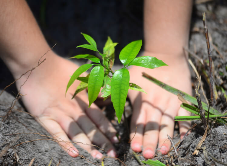 Tree planting scheme