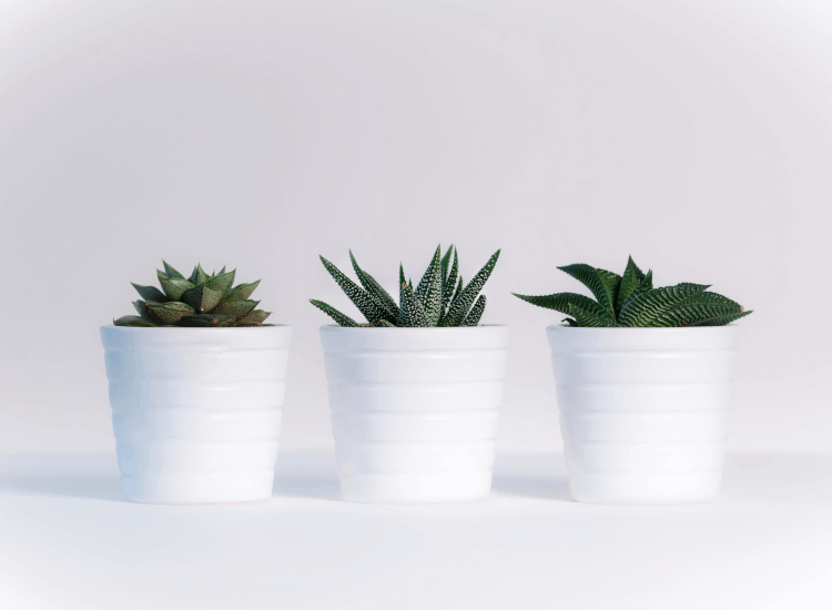 Row of succulents to show optical balance in window display design